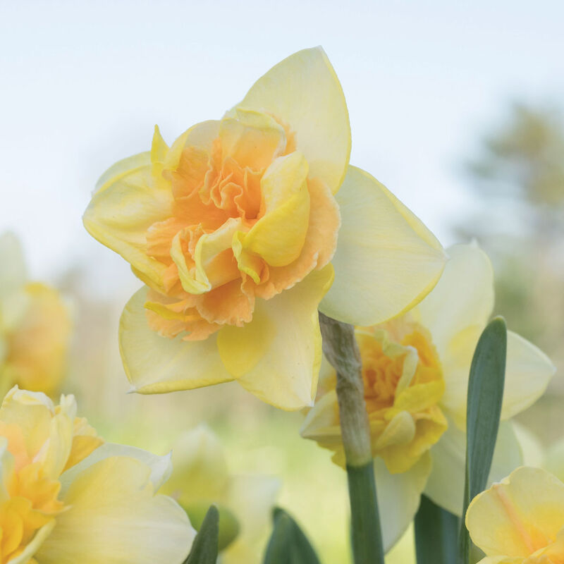 Bellabombe Narcissus (Daffodil)