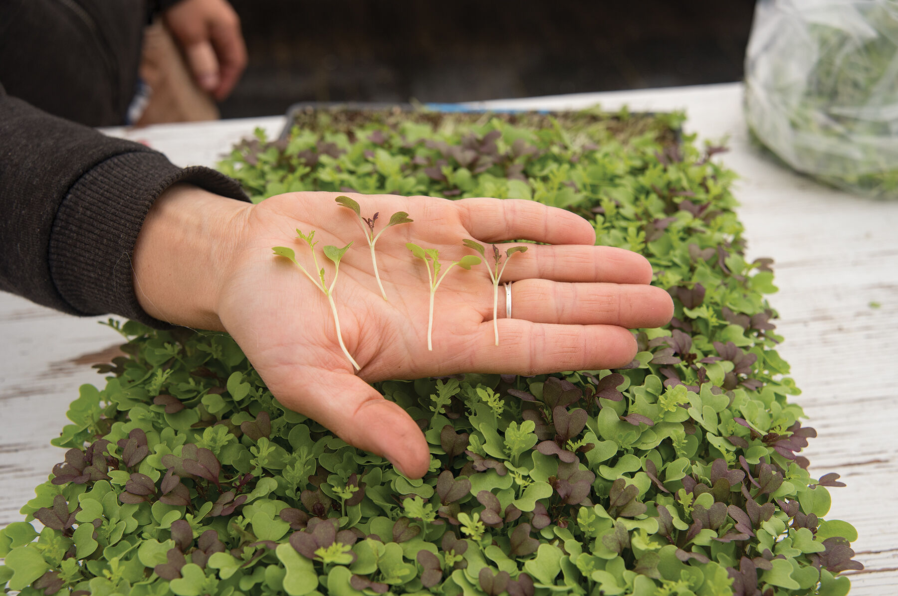 Spicy Micro Mix Microgreen Mixes