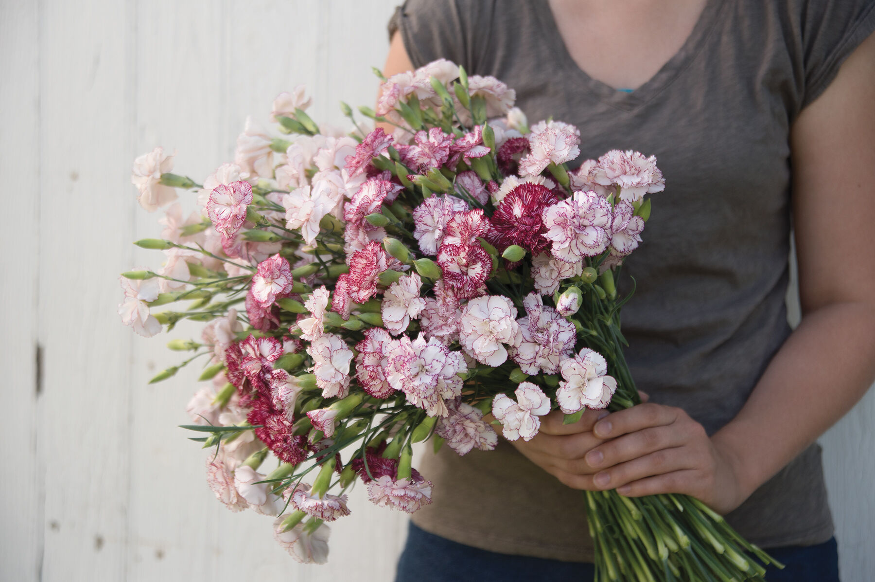 Chabaud Benigna Dianthus (Sweet William)