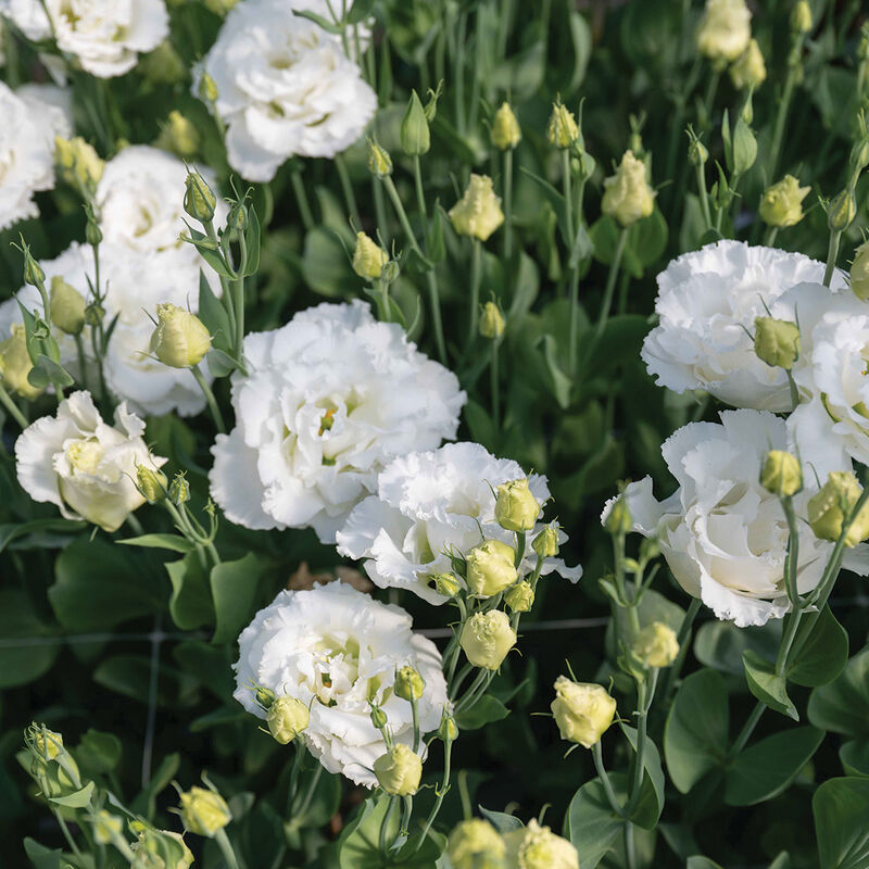 Corelli Sugoi&trade; III White Lisianthus