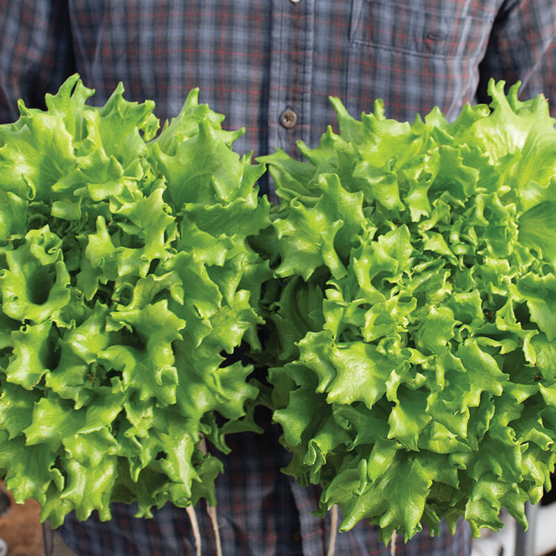 Salanova&reg; Green Batavia Salanova&reg; Lettuce