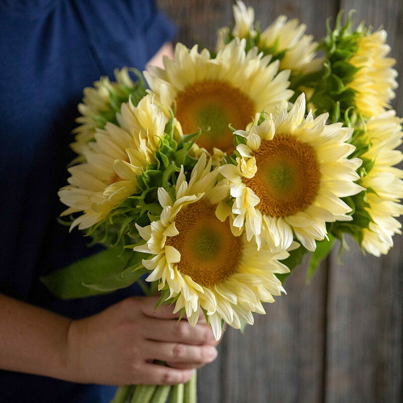 ProCut&reg; White Lite Tall Sunflowers