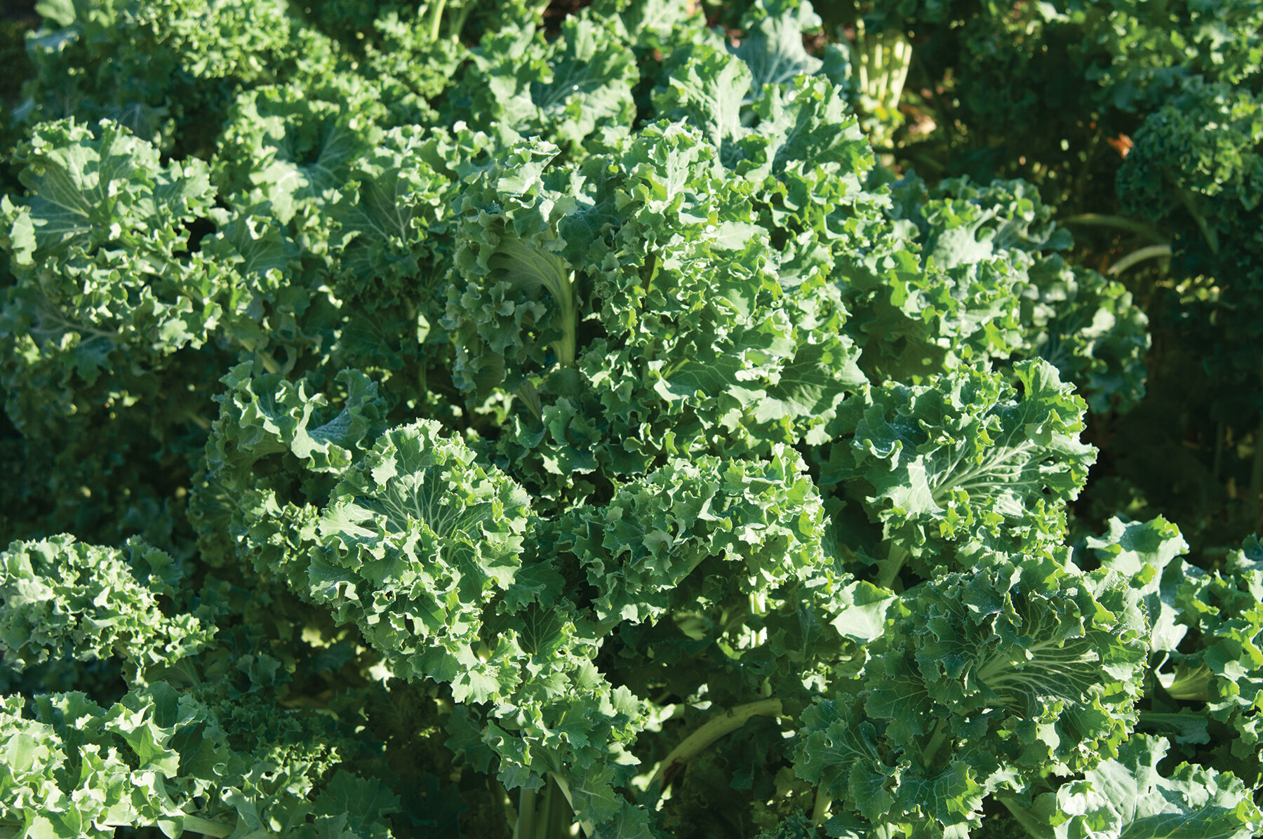 Siberian Kale