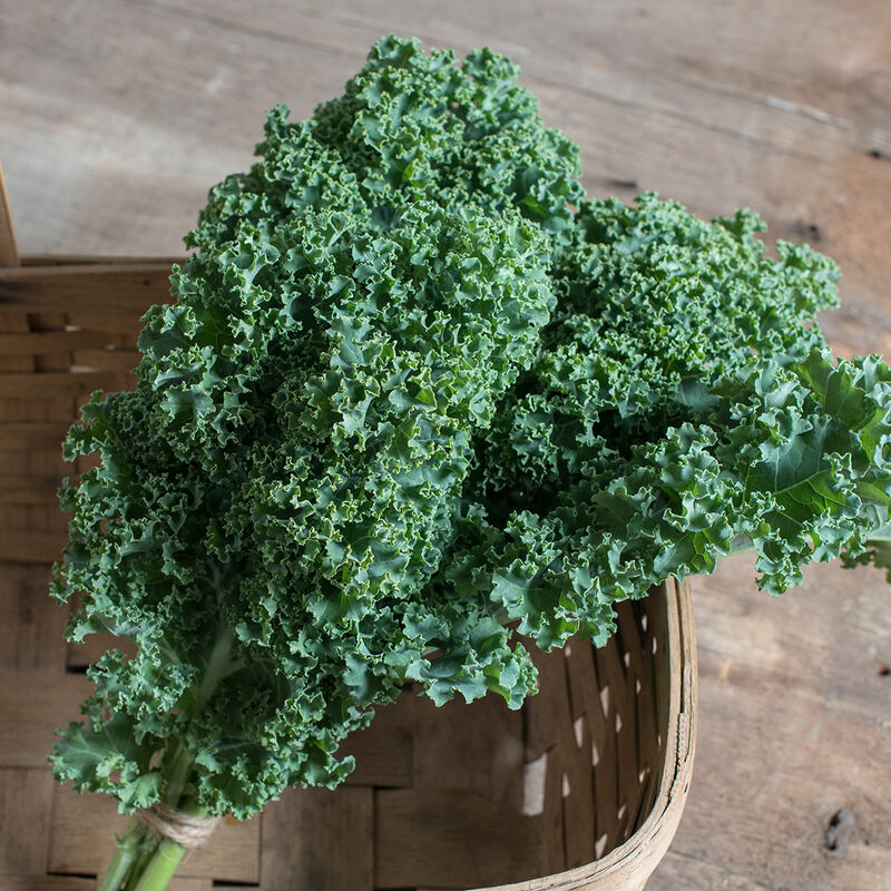 Darkibor Kale