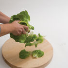 Salanova&reg; Cutter Harvest Knives