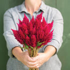 Sunday&trade; Cherry Celosia