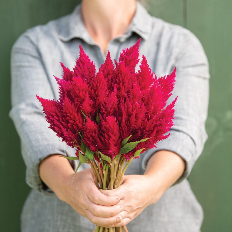 Sunday&trade; Cherry Celosia
