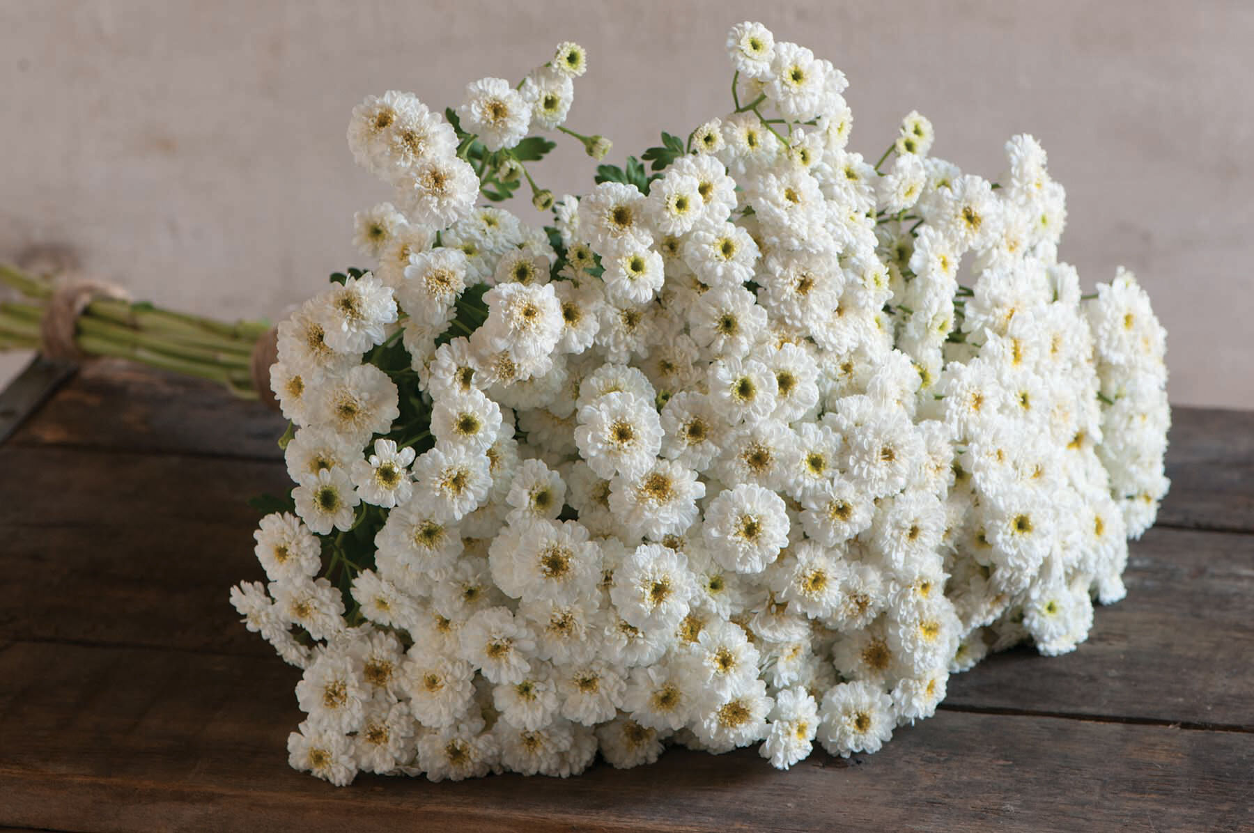 Tetra White Matricaria (Feverfew)