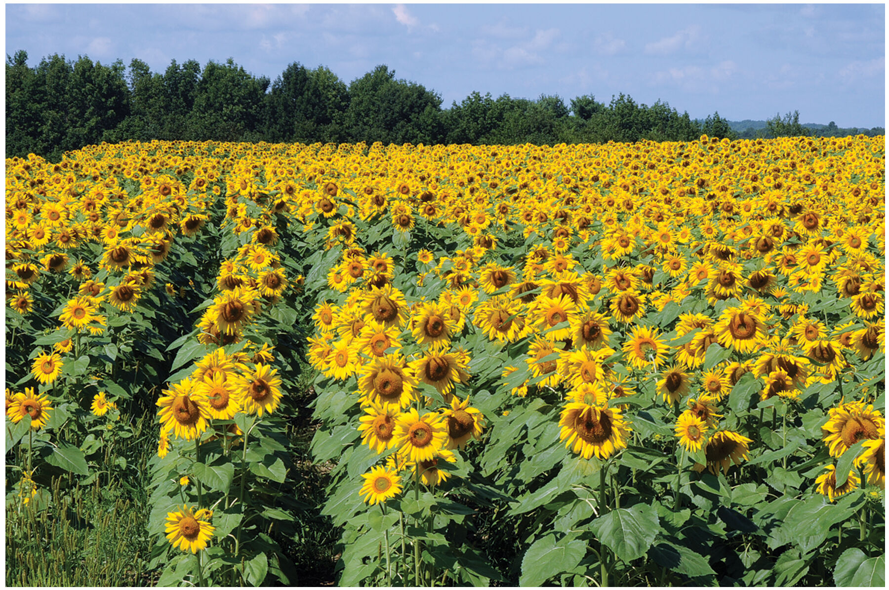 Royal Hybrid&reg; 1121 Sunflower Cover Crops