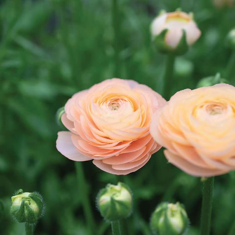 Romance&trade; Salerno&reg; Ranunculus