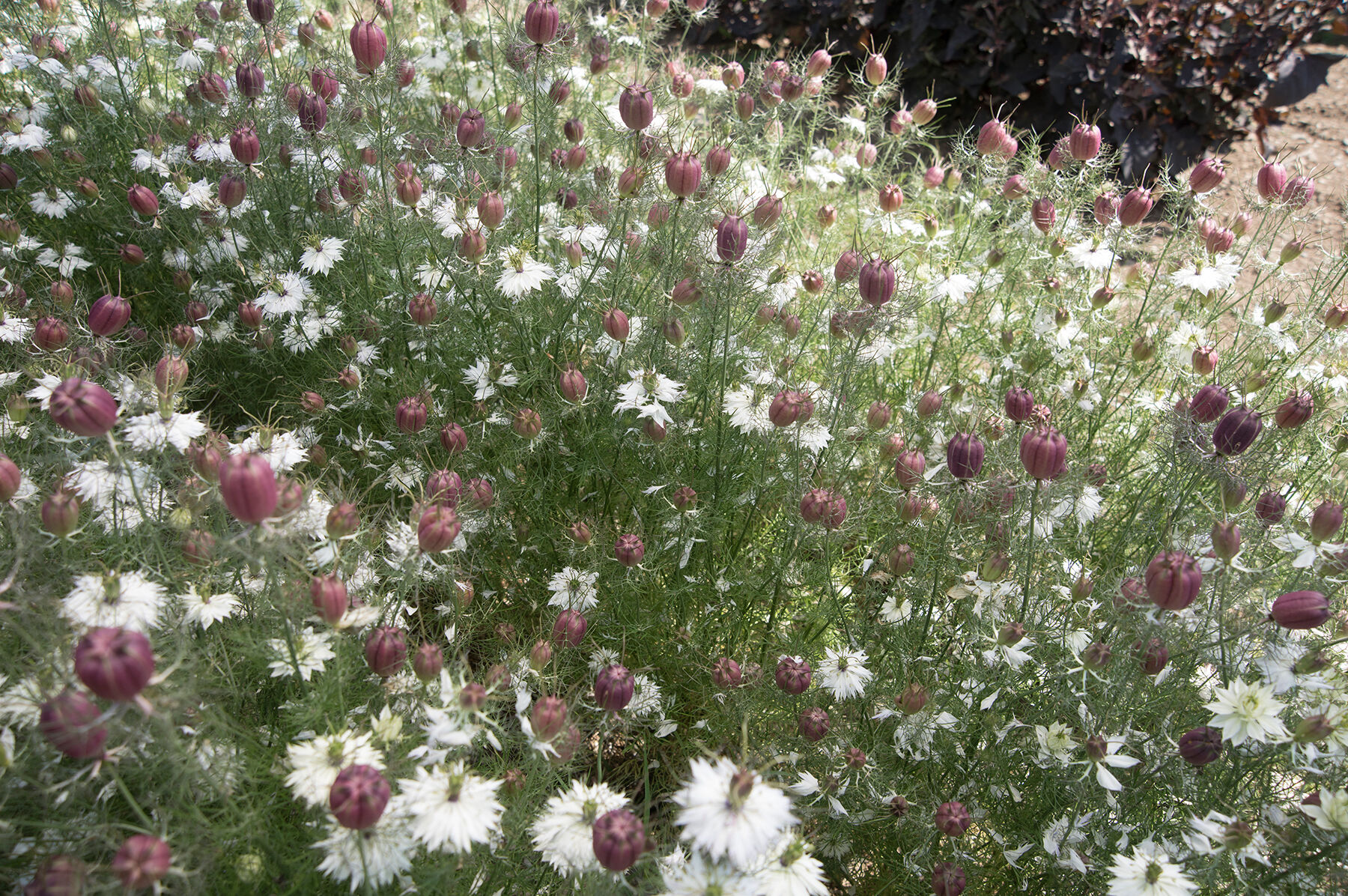 Albion Black Pod Nigella