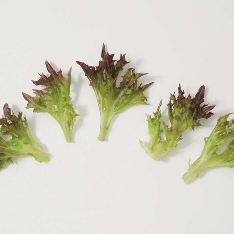Salanova&reg; Red Sweet Crisp Salanova&reg; Lettuce