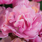 Pink Star&reg; Tulips