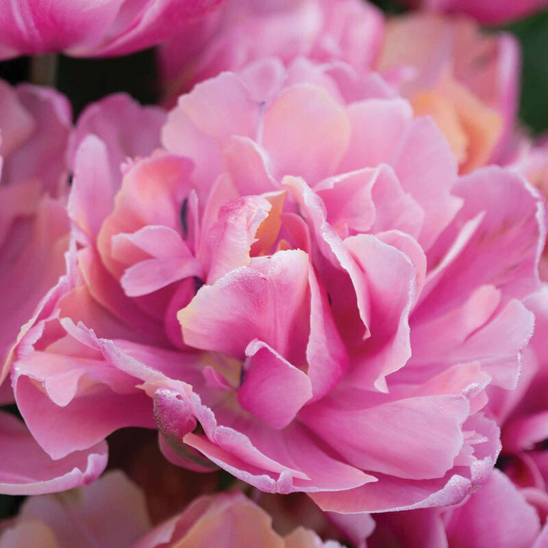 Pink Star&reg; Tulips