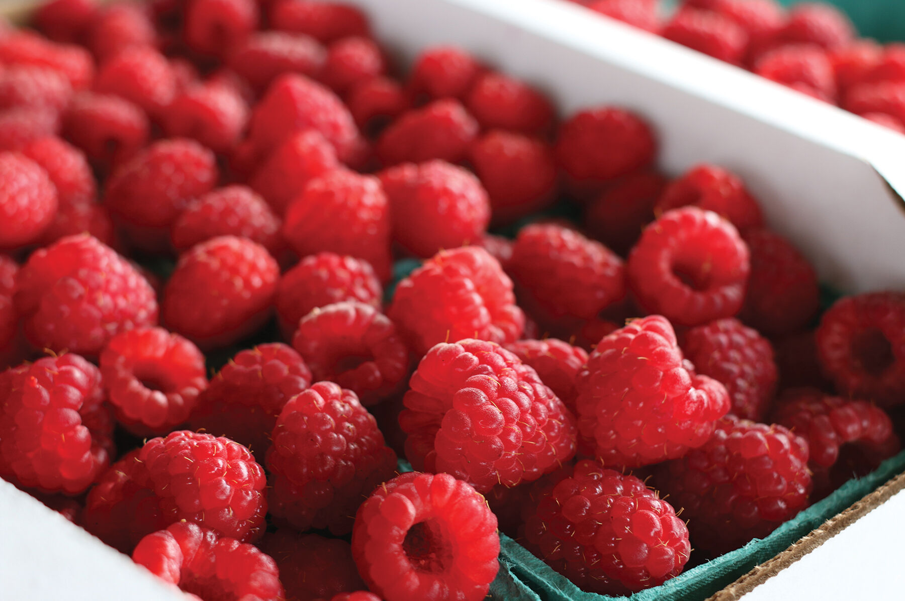 Red Raspberry Plant Collection Raspberry