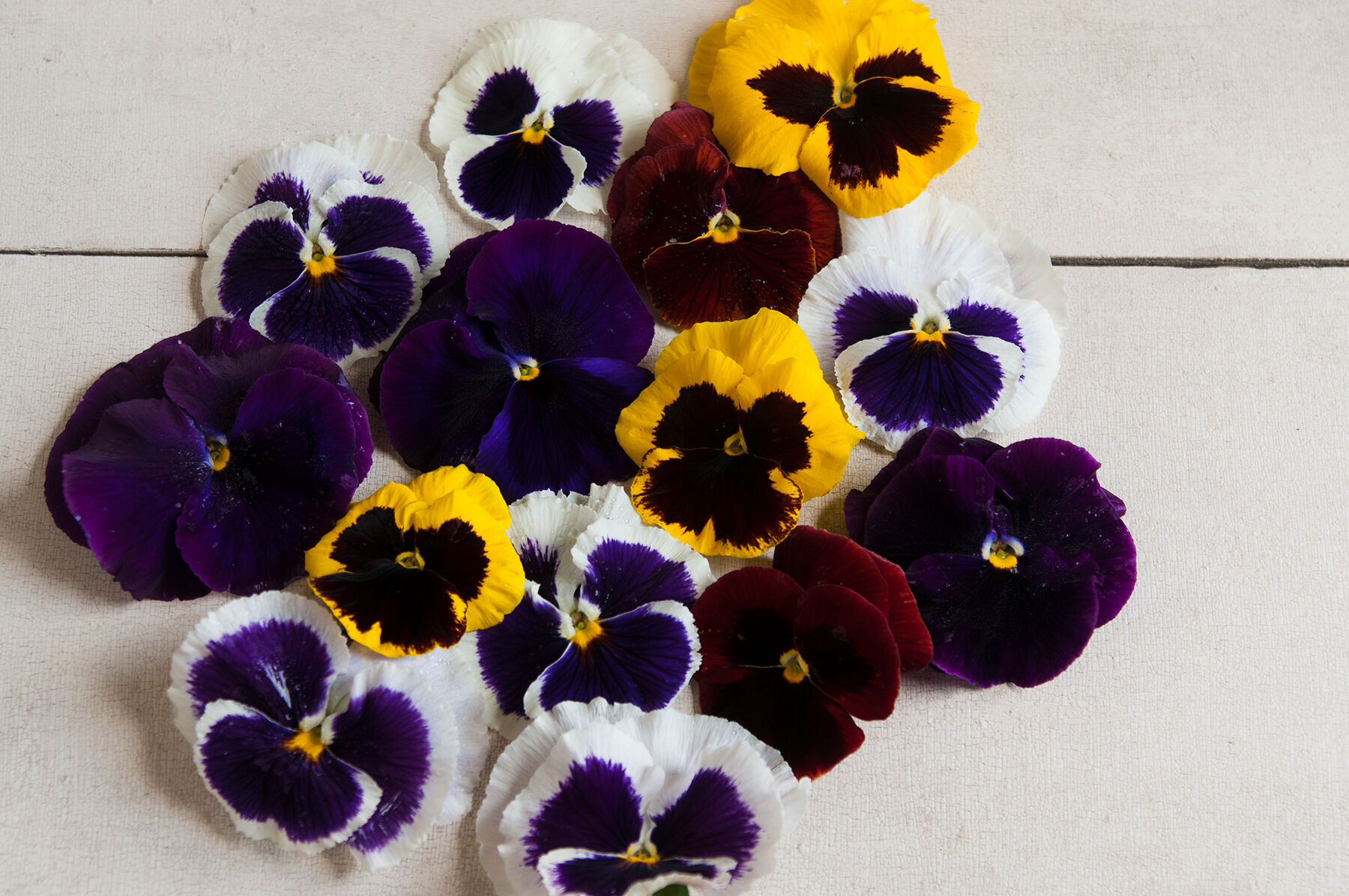 Majestic Giants II Formula Mix Viola (Pansy)