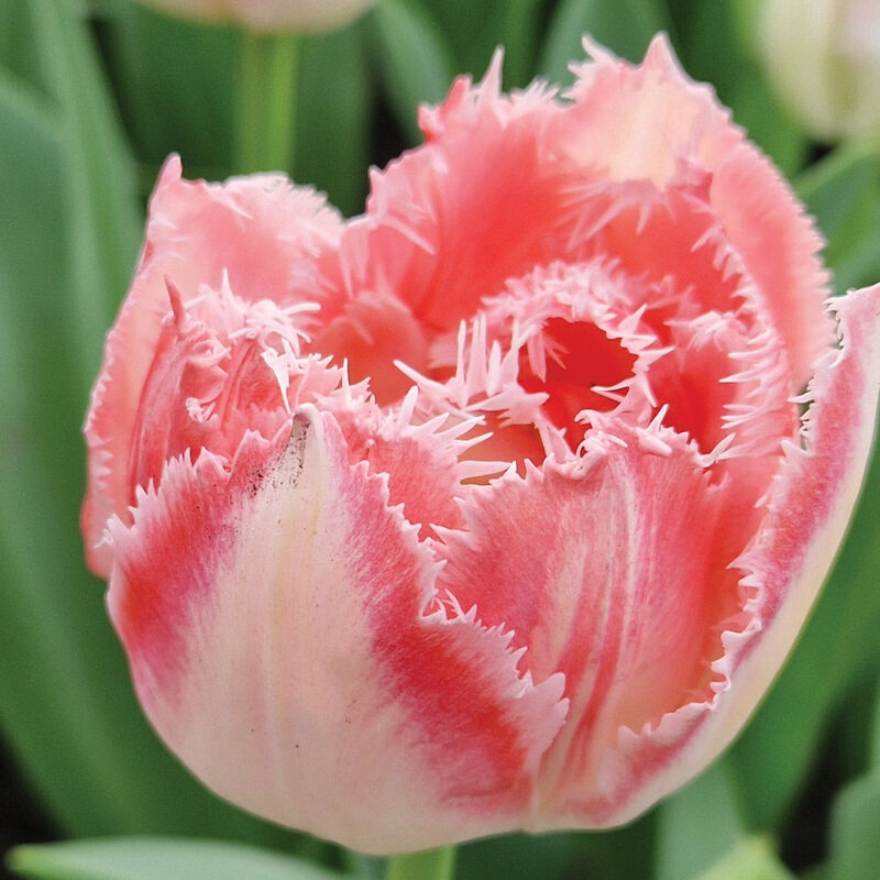 Ranomi&reg; Tulips