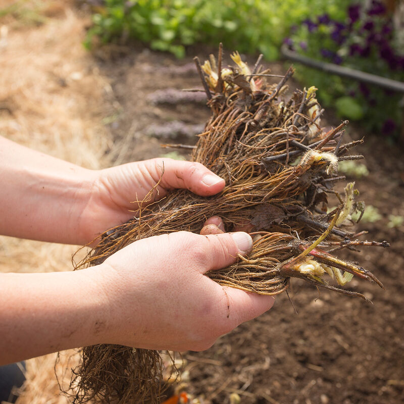 Seascape &ndash; Spring-Planted Strawberry Bare-Root Plants