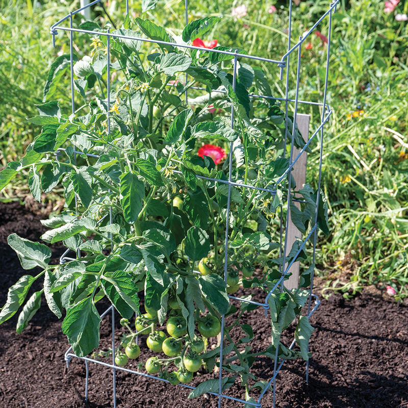 Tomato Cages &ndash; 40" Cages & Fences