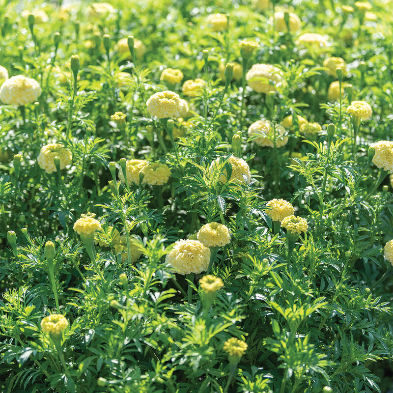 White Swan Marigold