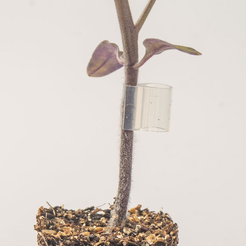 Top-Grafting Clips with Channel &ndash; 1.5 mm Grafting Supplies