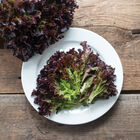 Salanova&reg; Red Tango Salanova&reg; Lettuce