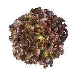 Salanova&reg; Hydroponic Red Batavia Salanova&reg; Lettuce