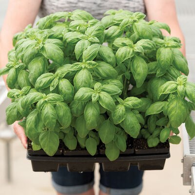 Prospera&reg; DMR (PS5) Basil