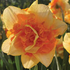 Suncatcher&reg; Narcissus (Daffodil)