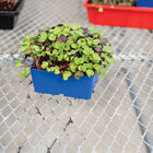 Polypro 5x5 Insert Pots &ndash; Blue, 24 Count Plastic Pots
