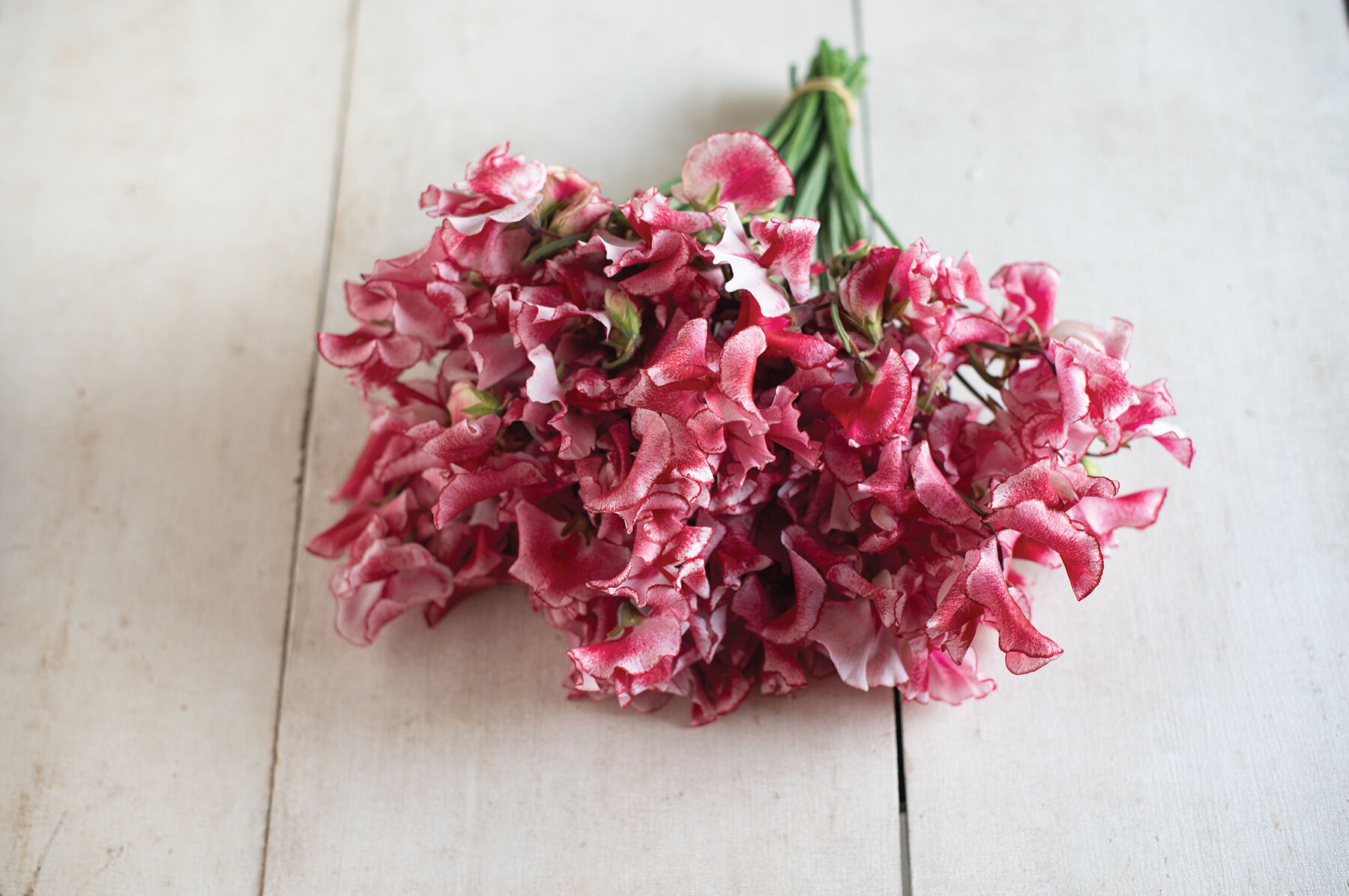Mars Sweet Peas