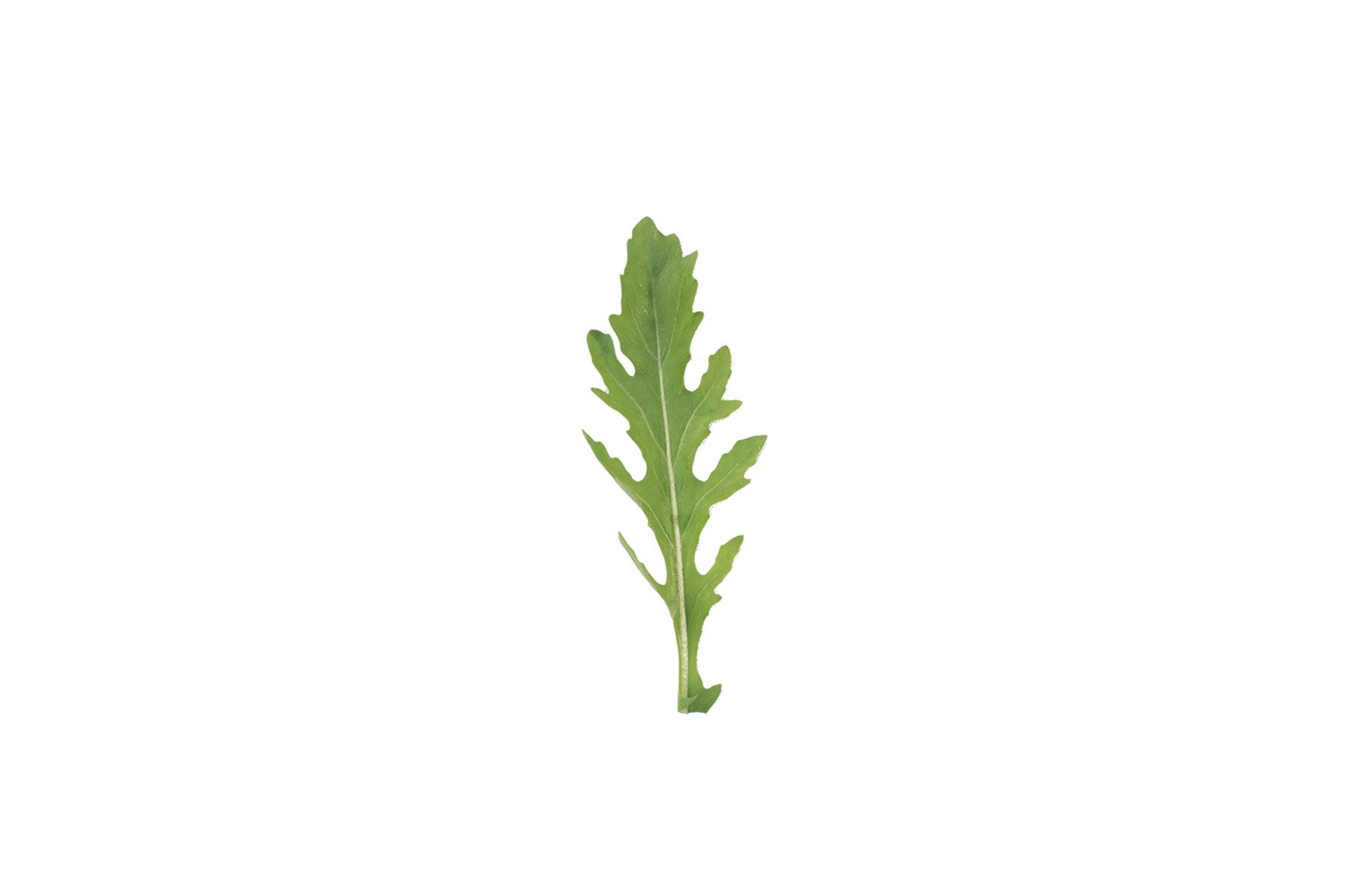 Runaway Arugula (Roquette)