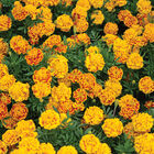 Bonanza&trade; Bee French Marigolds