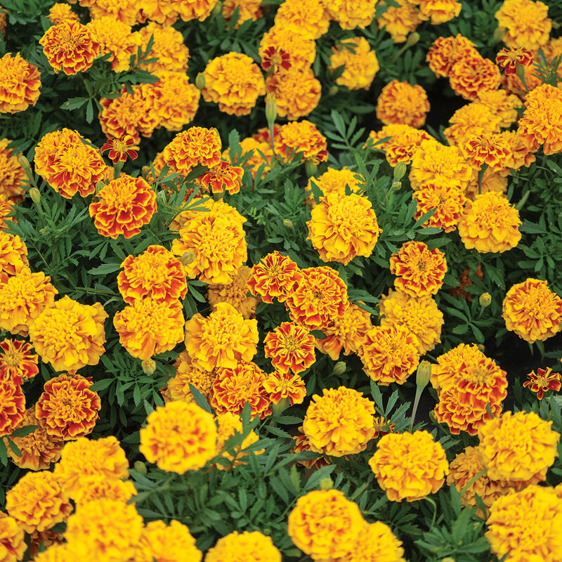 Bonanza&trade; Bee French Marigolds