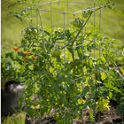 Tomato Cages &ndash; 40" Cages & Fences