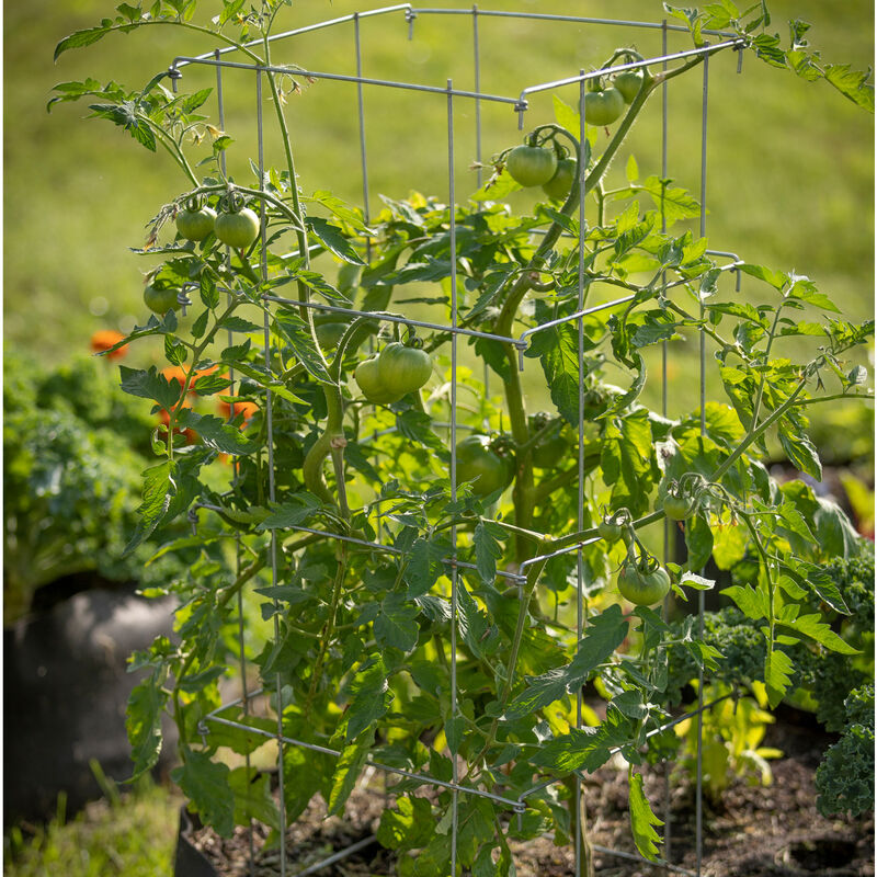 Tomato Cages &ndash; 40" Cages & Fences