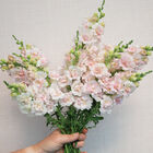 Double Frappe Light Pink 2 Cool Season (Groups 1&ndash;2)