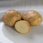 Kennebec &ndash; Early Ship Potatoes