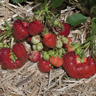 Earliglow &ndash; Spring-Planted Strawberry Bare-Root Plants