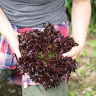 Salanova&reg; Red Tango Salanova&reg; Lettuce