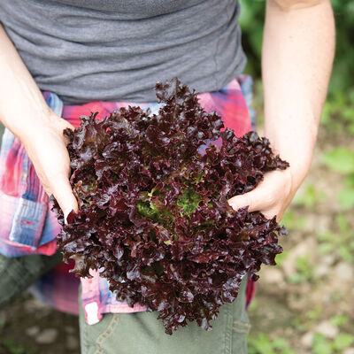 Salanova&reg; Red Tango Salanova&reg; Lettuce