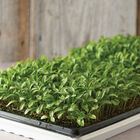 Cilantro, Moroccan Microgreen Vegetables