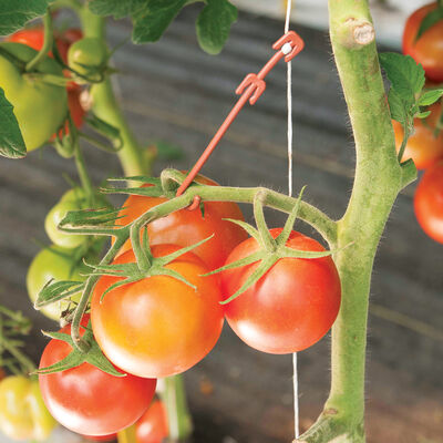 Stemhooks &ndash; 13,000 Count Trellising & Crop Supports