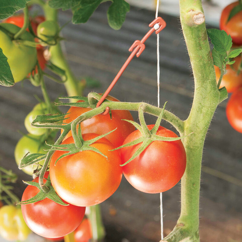 Stemhooks &ndash; 13,000 Count Trellising & Crop Supports