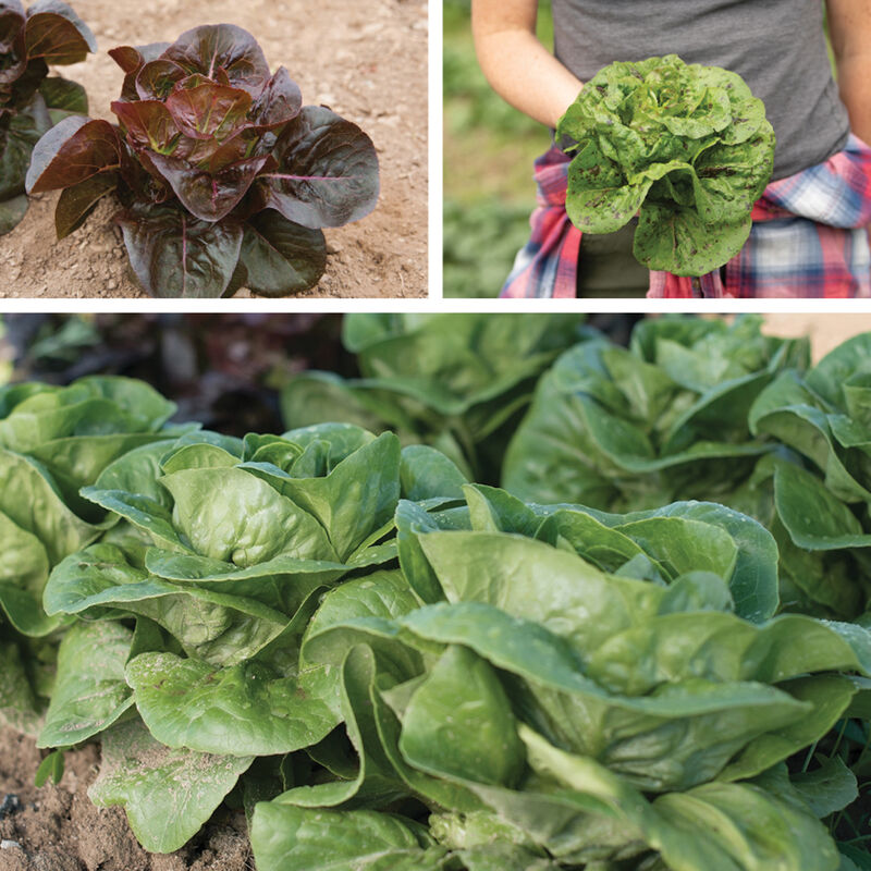 Little Gem-Type Trio Bibb Lettuce