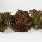 Salanova&reg; Red Incised Salanova&reg; Lettuce