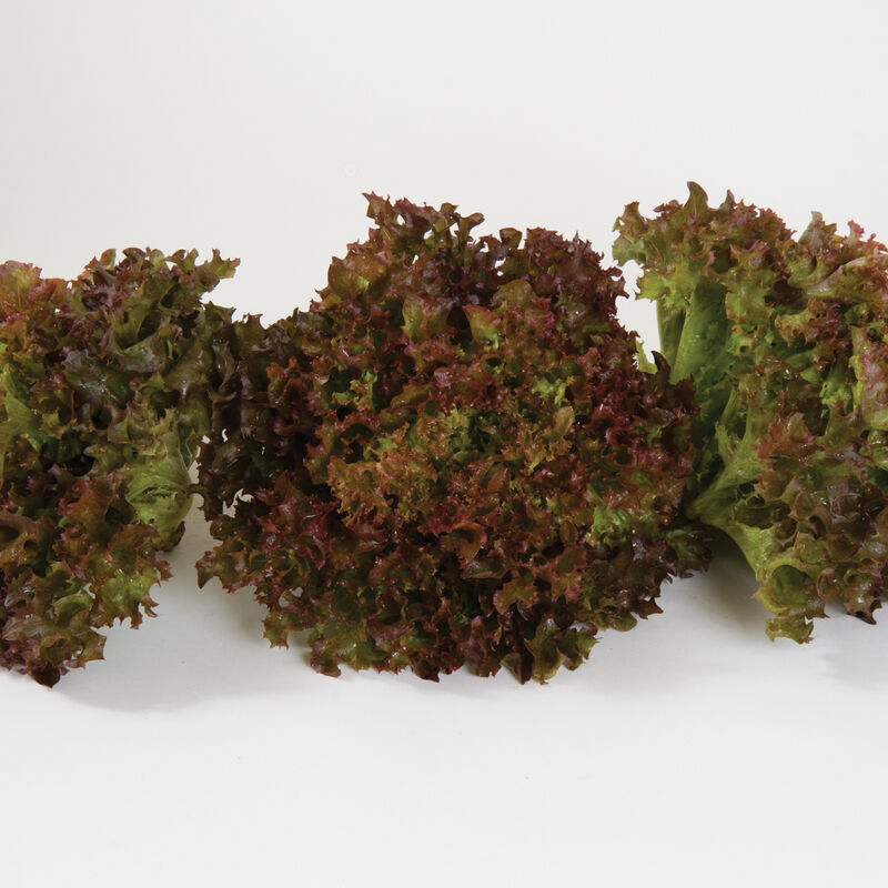 Salanova&reg; Red Incised Salanova&reg; Lettuce