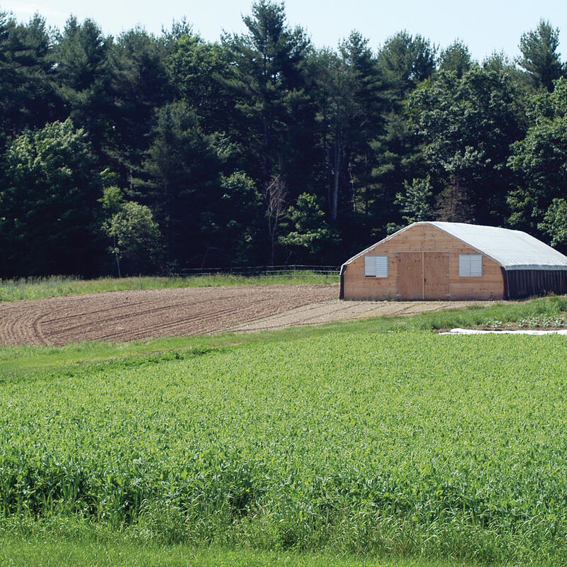 Spring Green Manure Mix Cover Crops