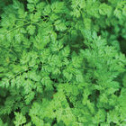 Vertissimo Herbs for Salad Mix