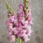 Potomac Lavender Warm Season (Groups 3&ndash;4)